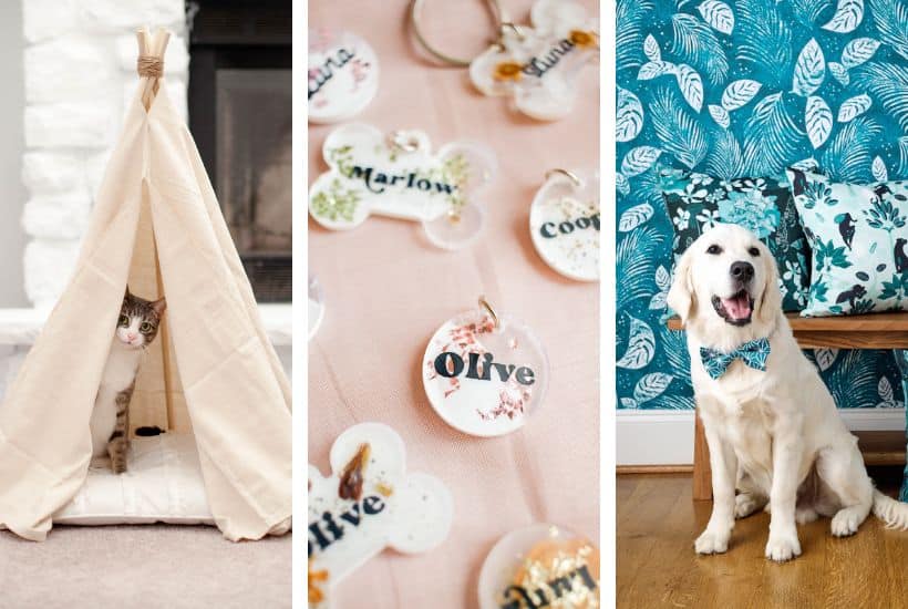 Must-Have Items That’ll Make Your Pet’s Day