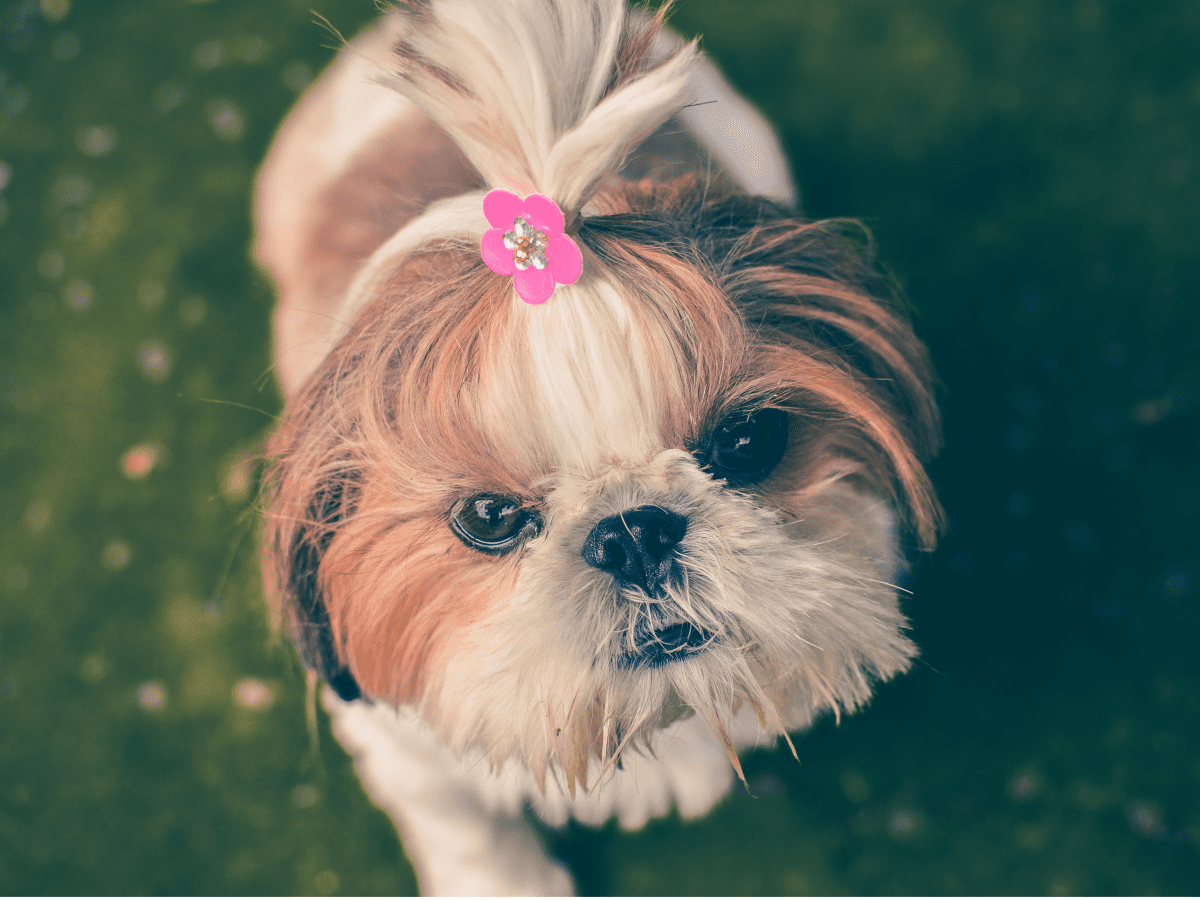 Pet Grooming Tools Your Furry Friend Will Thank You For